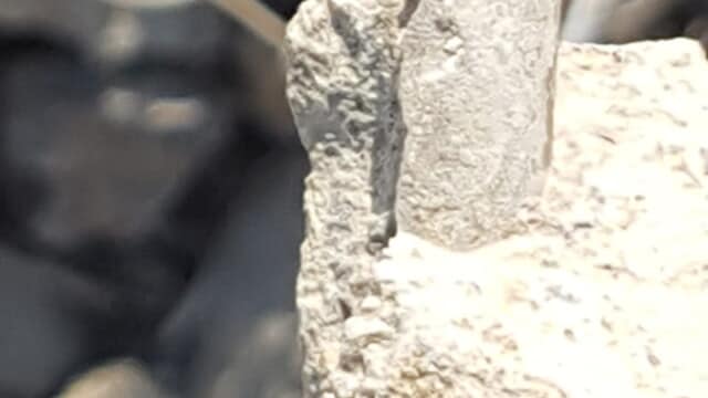 Fossilized orthocone (nautiloid cephalopod)