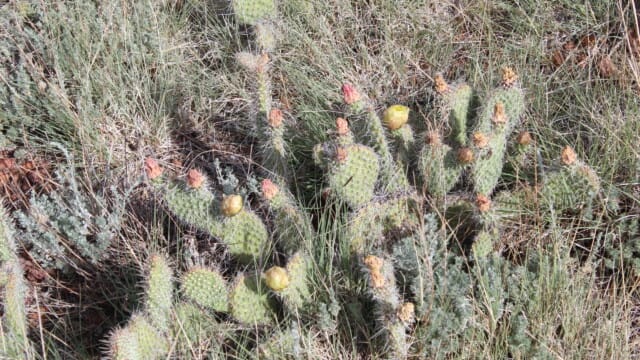 Cacti on Capulin