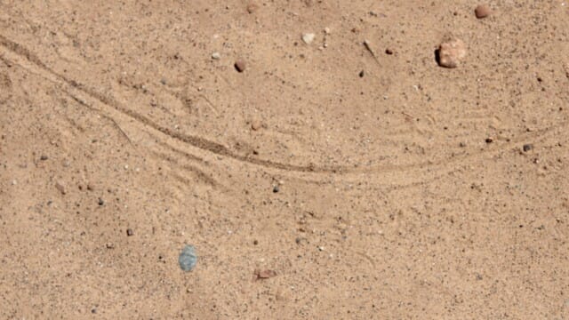 Lizard tracks