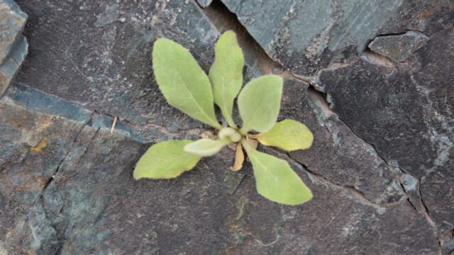 Nature finds a way...in a slate outcrop