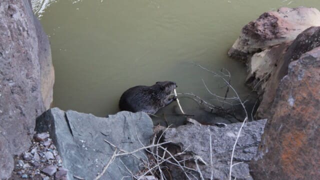 Beaver in the Uncompahgre