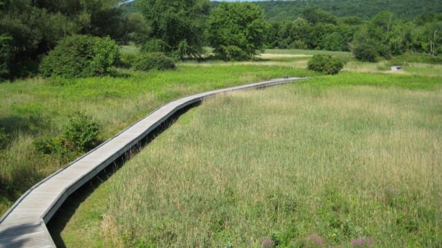 Bog bridge in New Jersey