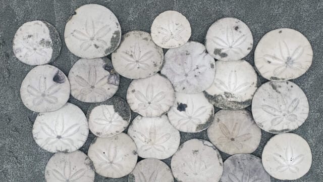 Sand dollars