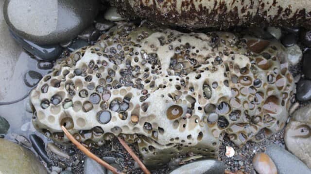 The cement holding this conglomerate together is less resistant than the cement holding the larger sediments together.