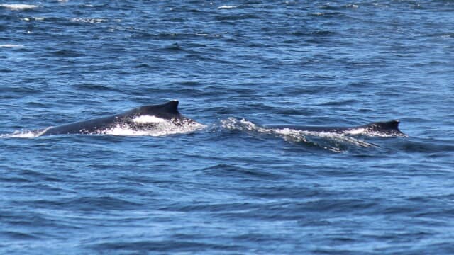 Mother humpback whale and her calf