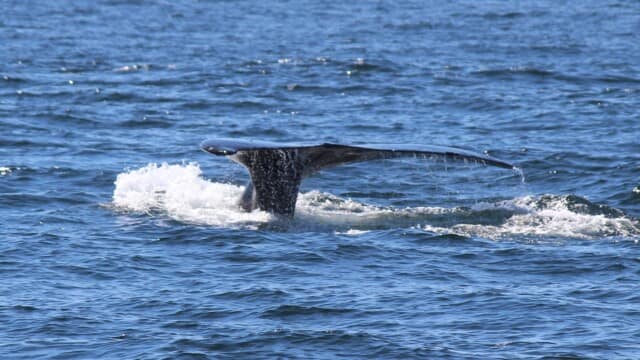 Humpback whale