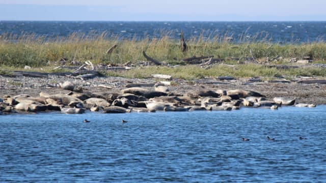 Seals