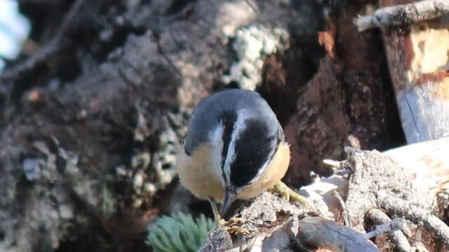 Nuthatch