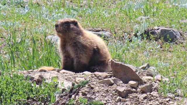 Olympic marmot