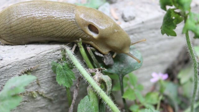 Banana slug