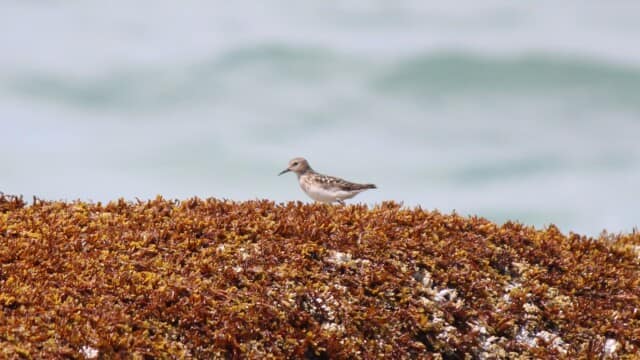 Some sort of sandpiper