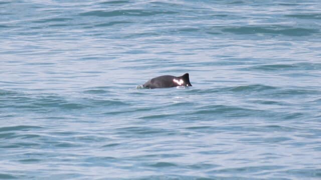 Harbor porpoise