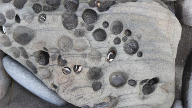 Answer: Piddock clams!