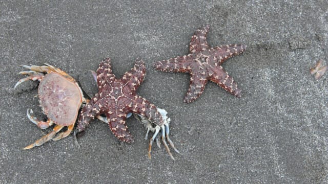 Starfish