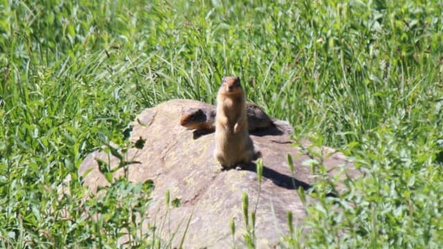 Ground squirrel?
