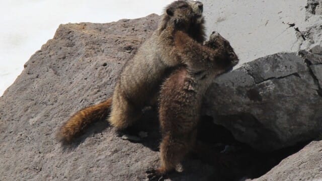 Hoary marmots