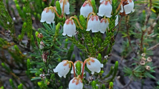 White mountain heather