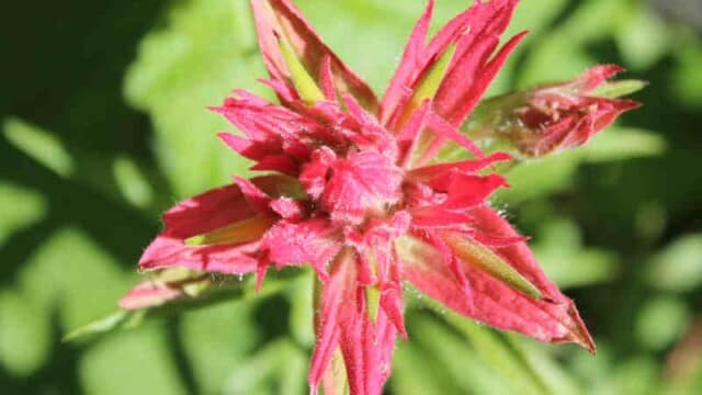 Red paintbrush?