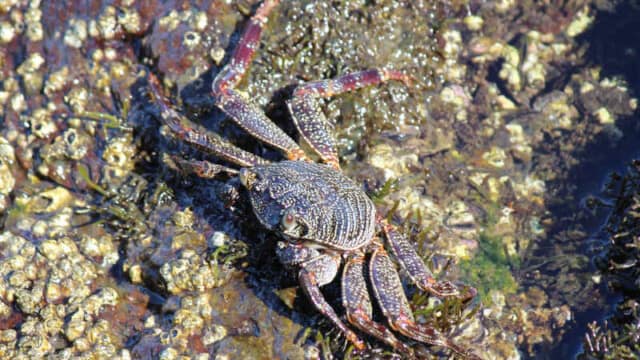 One of countless crabs I saw