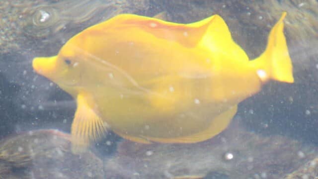 Yellow tang