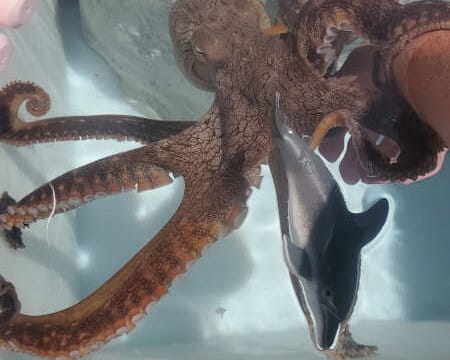 The octopus grabbed onto my arm!