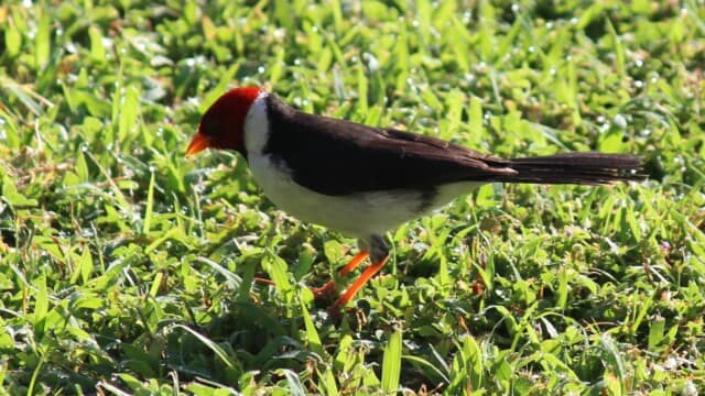 Yellow-billed cardinal