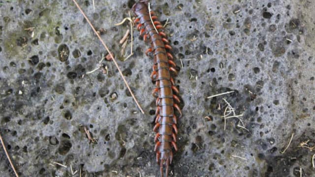 Found this monster after one of many storms passed through.