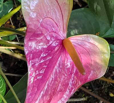 Anthurium