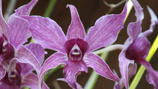 The center of this plant looks like a dog's head!