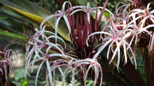 Spider lily