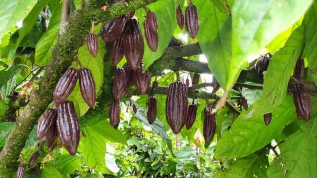 Cocoa pods