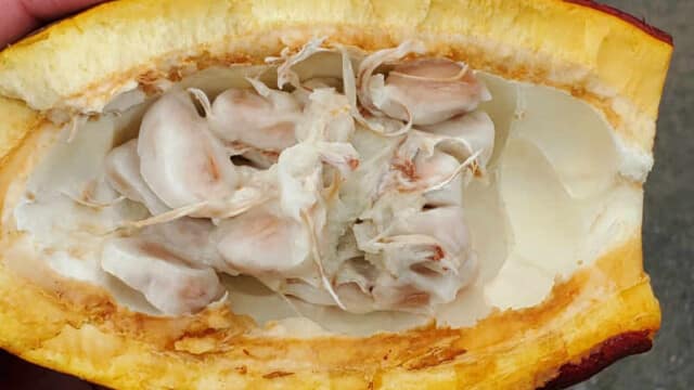 The inside of a cocoa pod. These cocoa beans can be turned into chocolate!