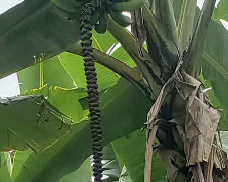 Banana with a flower bud