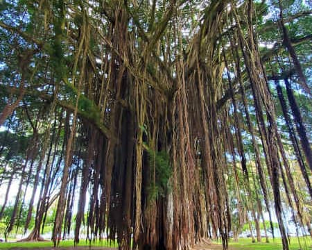 Banyan tree