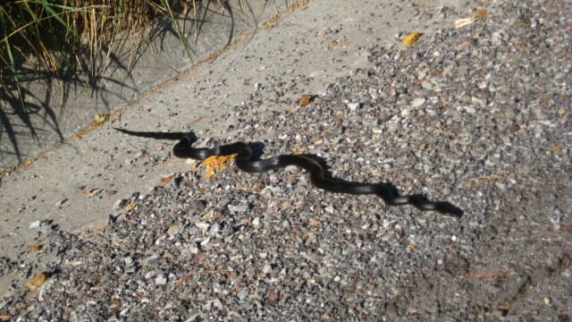 Rat Snake