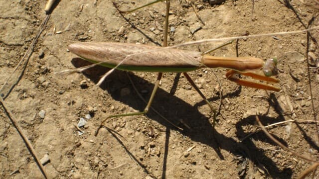 Praying Mantis