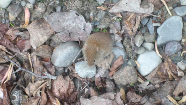 Wood Mouse