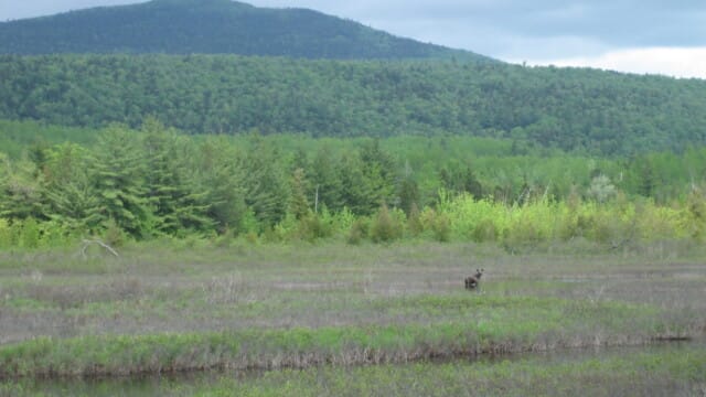 Moose in Distance