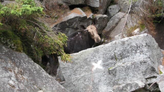 Trapped Moose