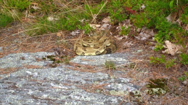 Rattlesnake